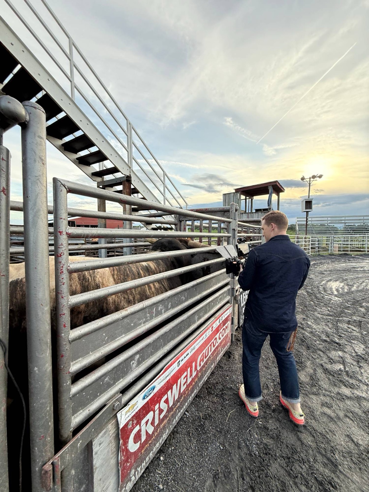 Handheld at the bull chute at the rodeo arena, golden hour